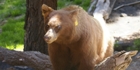 Ours trop mimi